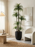 Architectural Dracaena Marginata - 7ft