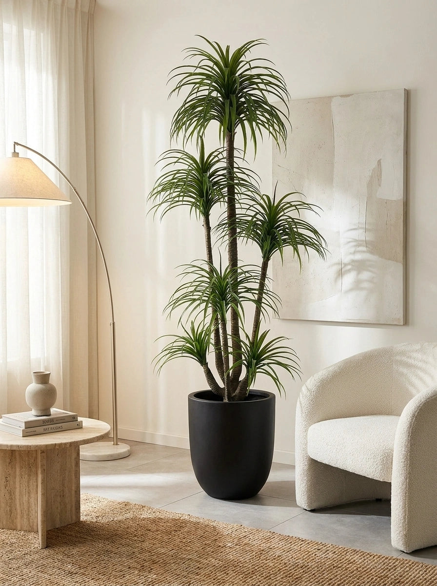 Architectural Dracaena Marginata - 7ft