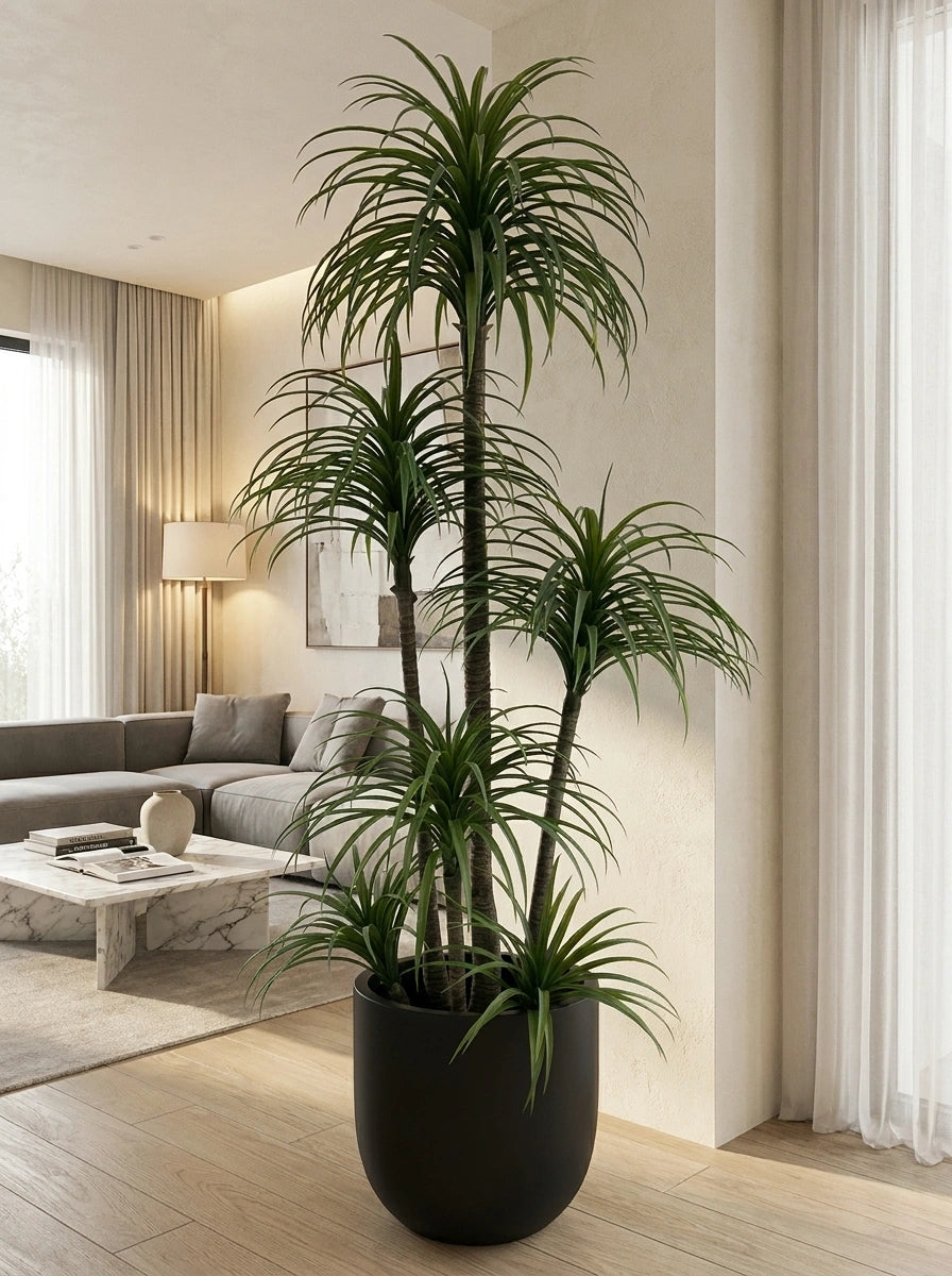 Architectural Dracaena Marginata - 7ft