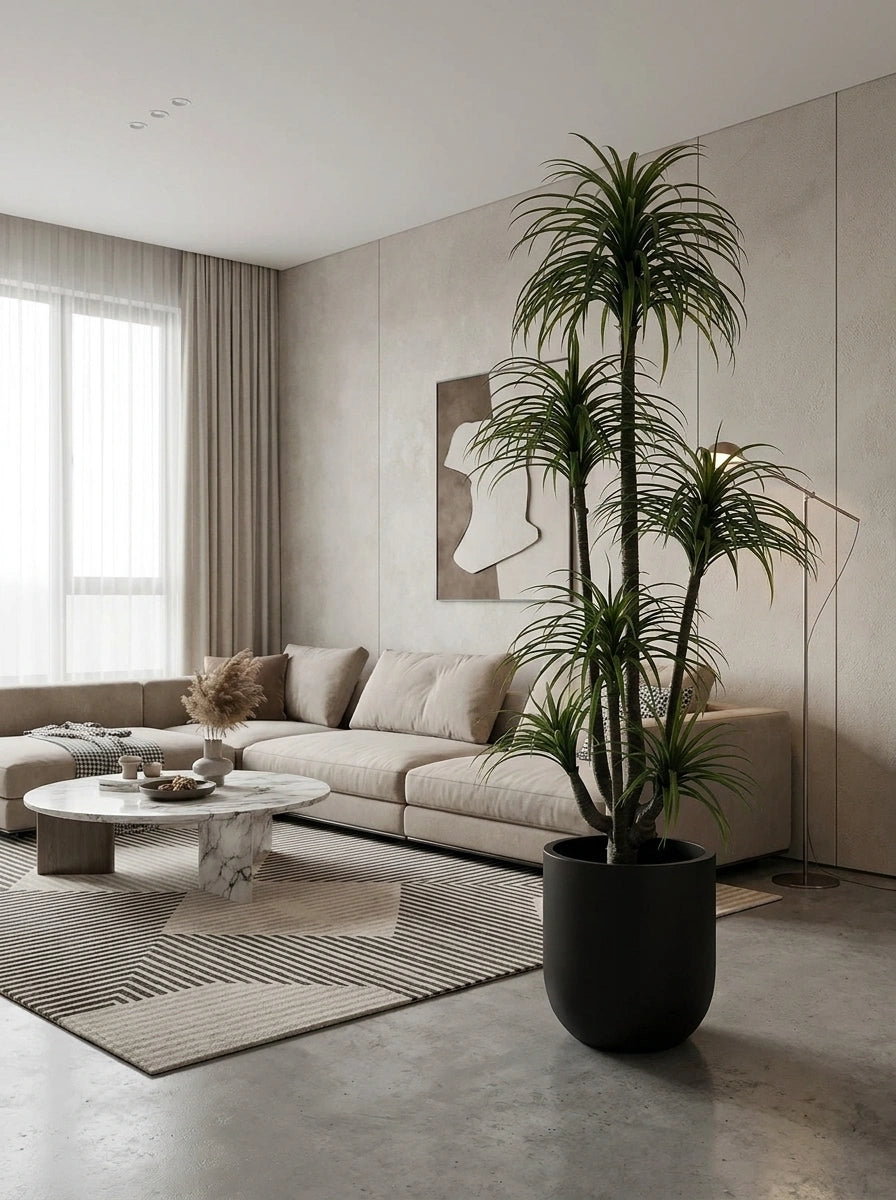 Architectural Dracaena Marginata - 7ft