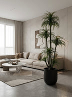 Architectural Dracaena Marginata - 7ft