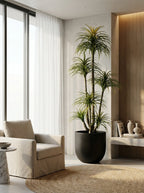 Architectural Dracaena Marginata - 7ft