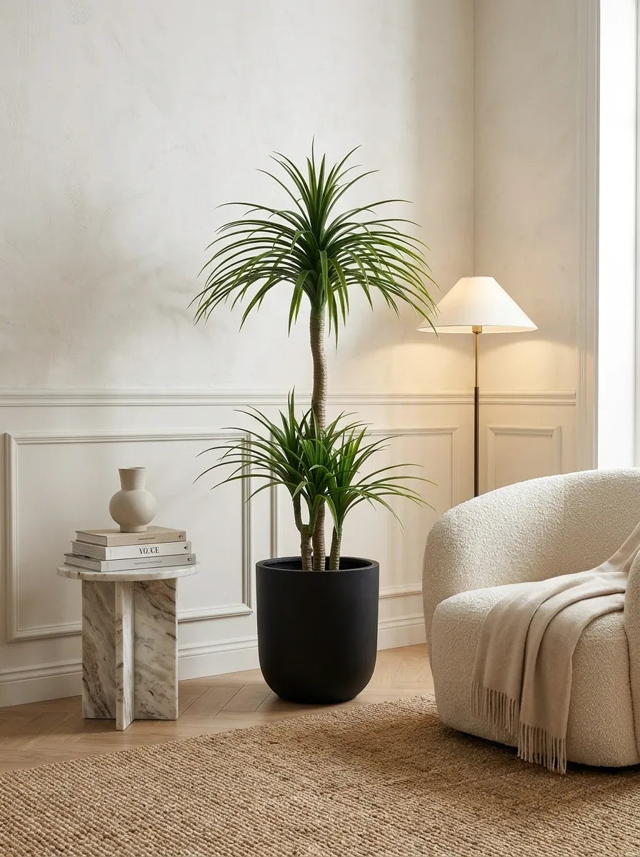 The Elysian Dracaena - 5ft