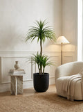 The Elysian Dracaena - 5ft