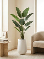 The Sovereign Ascension Strelitzia - 5ft
