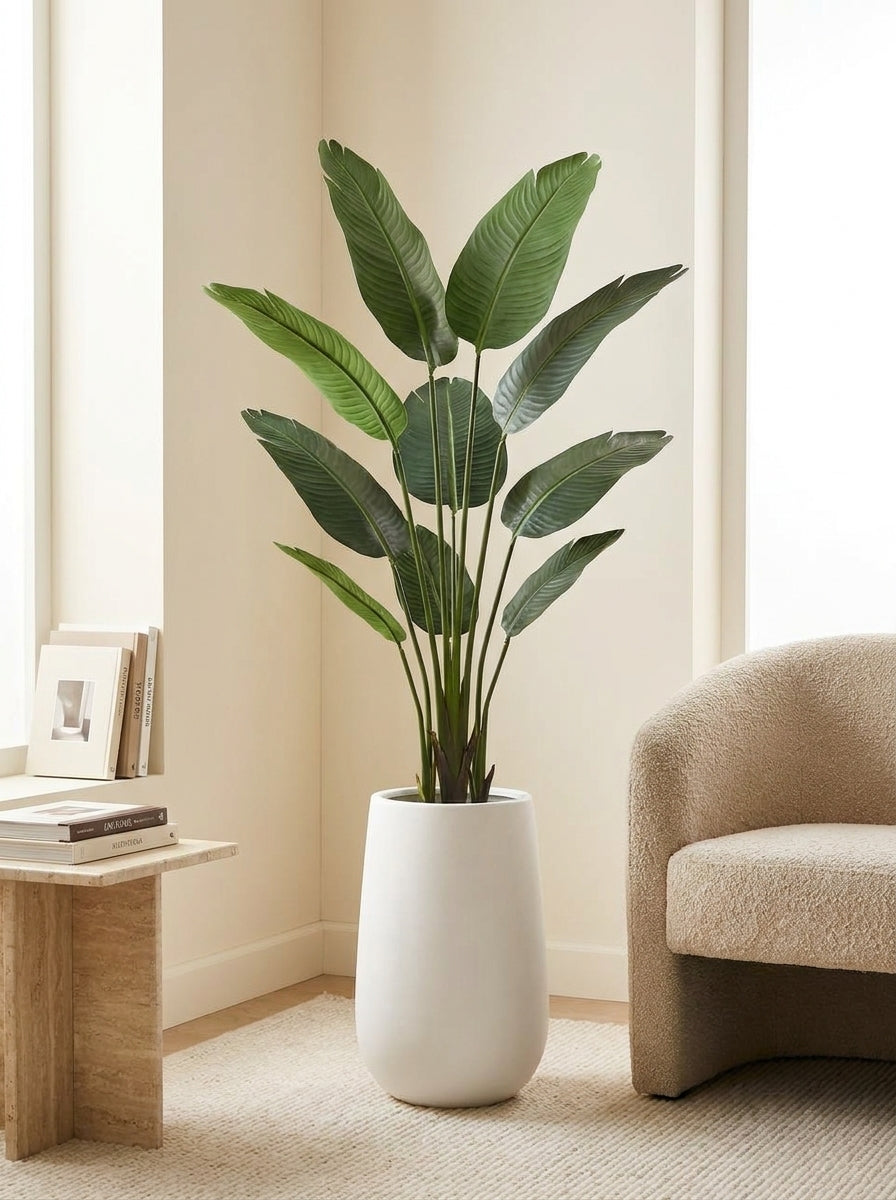 The Sovereign Ascension Strelitzia - 5ft