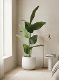 The Sovereign Banana Plant - 6ft
