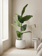 The Sovereign Ascension Strelitzia - 5ft