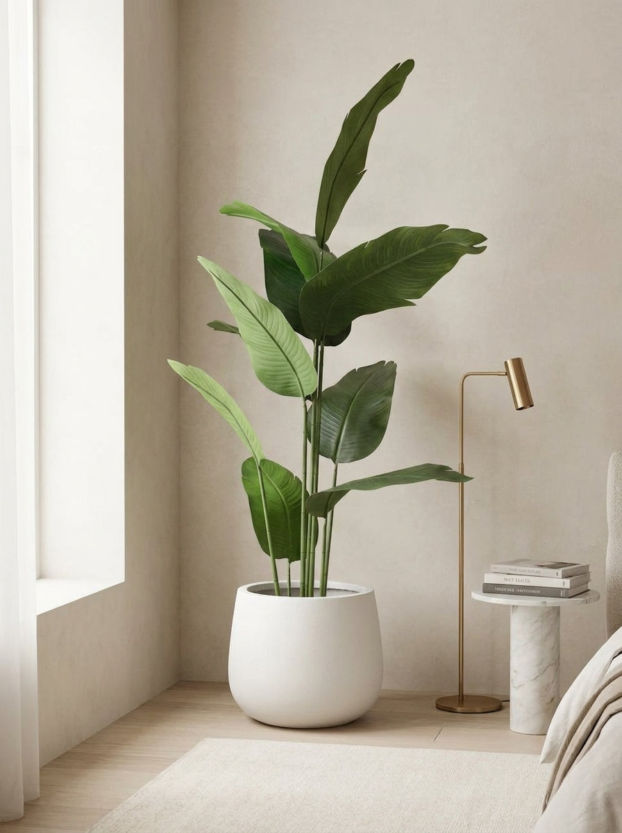The Sovereign Ascension Strelitzia - 5ft