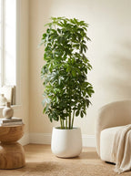 The Windsor Schefflera - 4.5ft