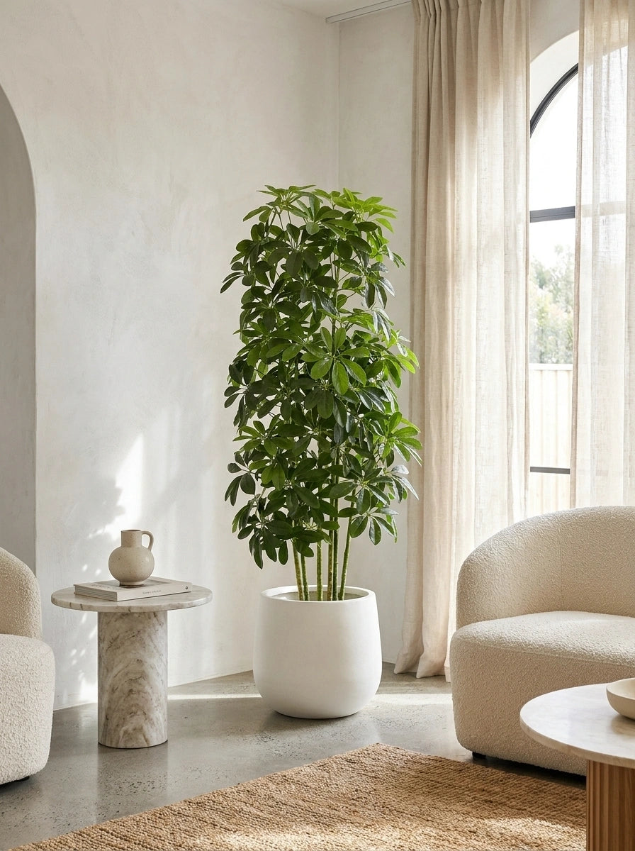 The Windsor Schefflera - 4.5ft
