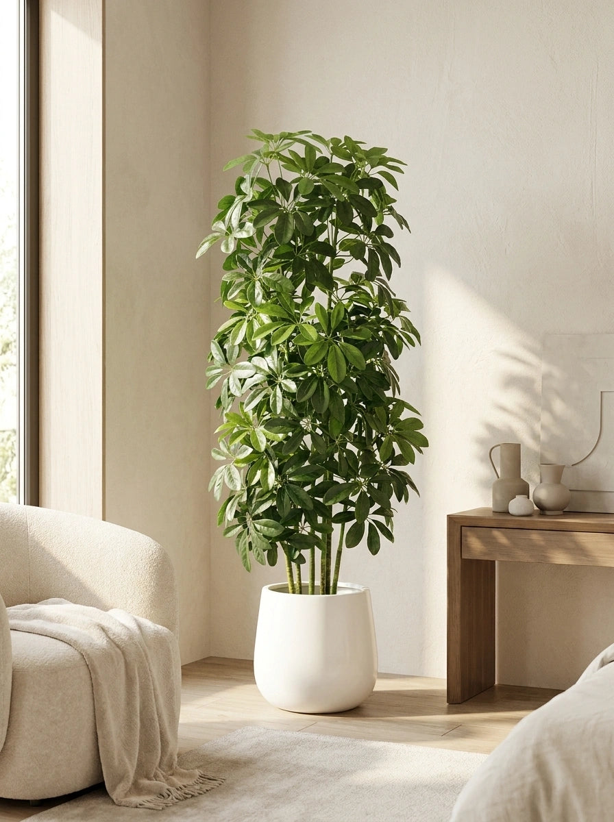 The Windsor Schefflera - 4.5ft