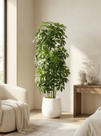 The Windsor Schefflera - 4.5ft