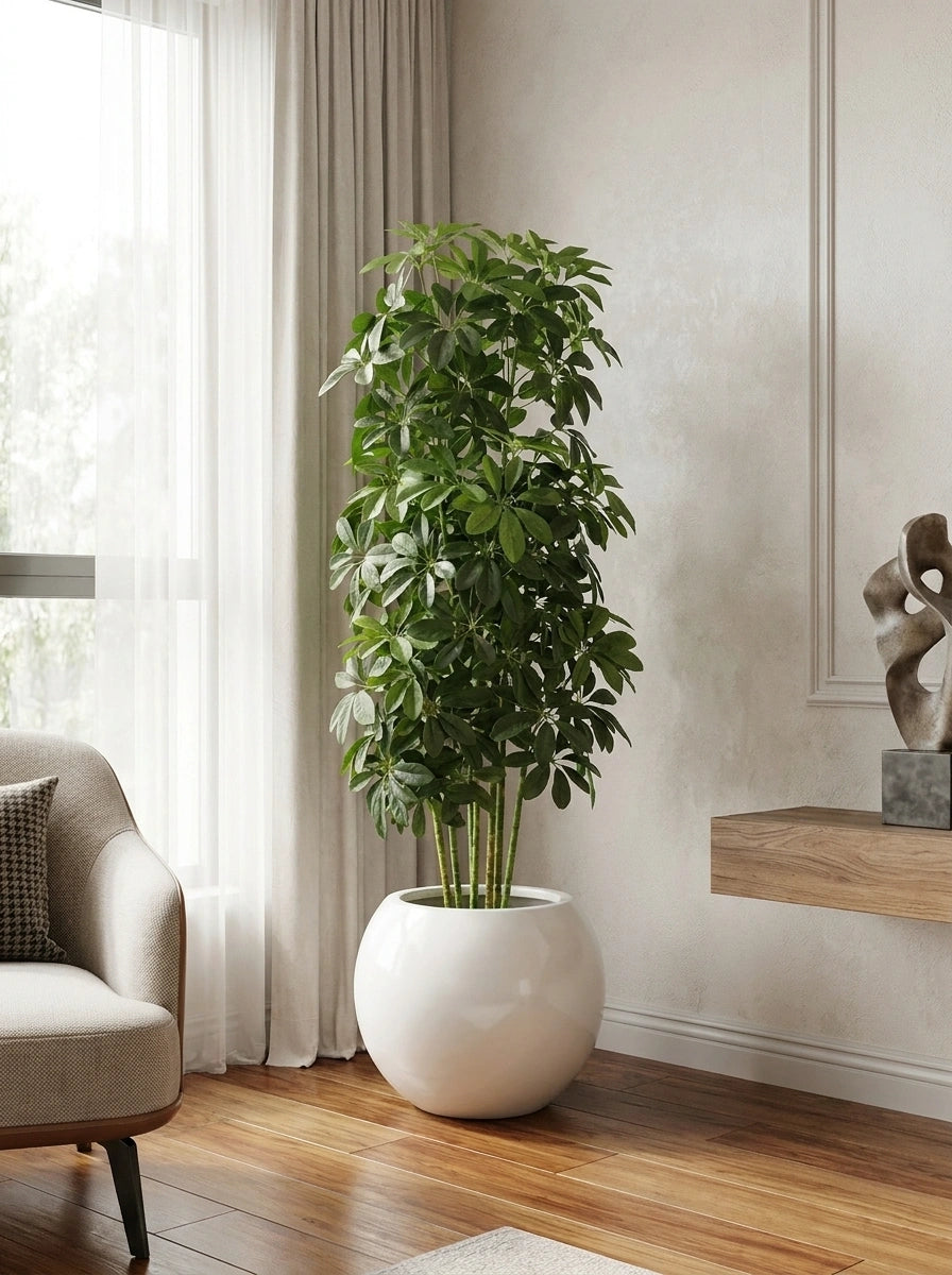 The Windsor Schefflera - 4.5ft