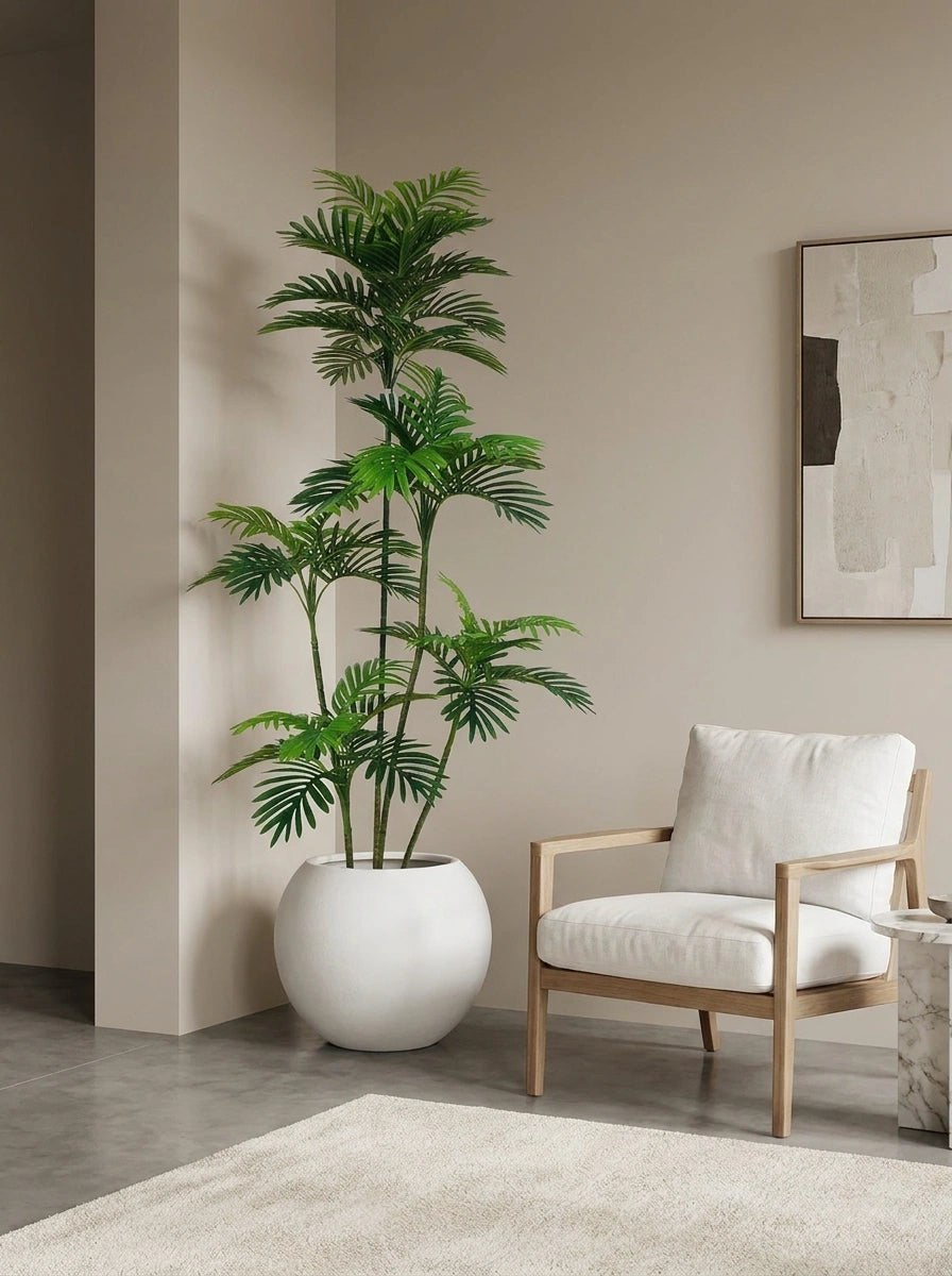 The Highgrove Kentia - 5.5ft