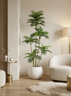 The Highgrove Kentia - 5.5ft