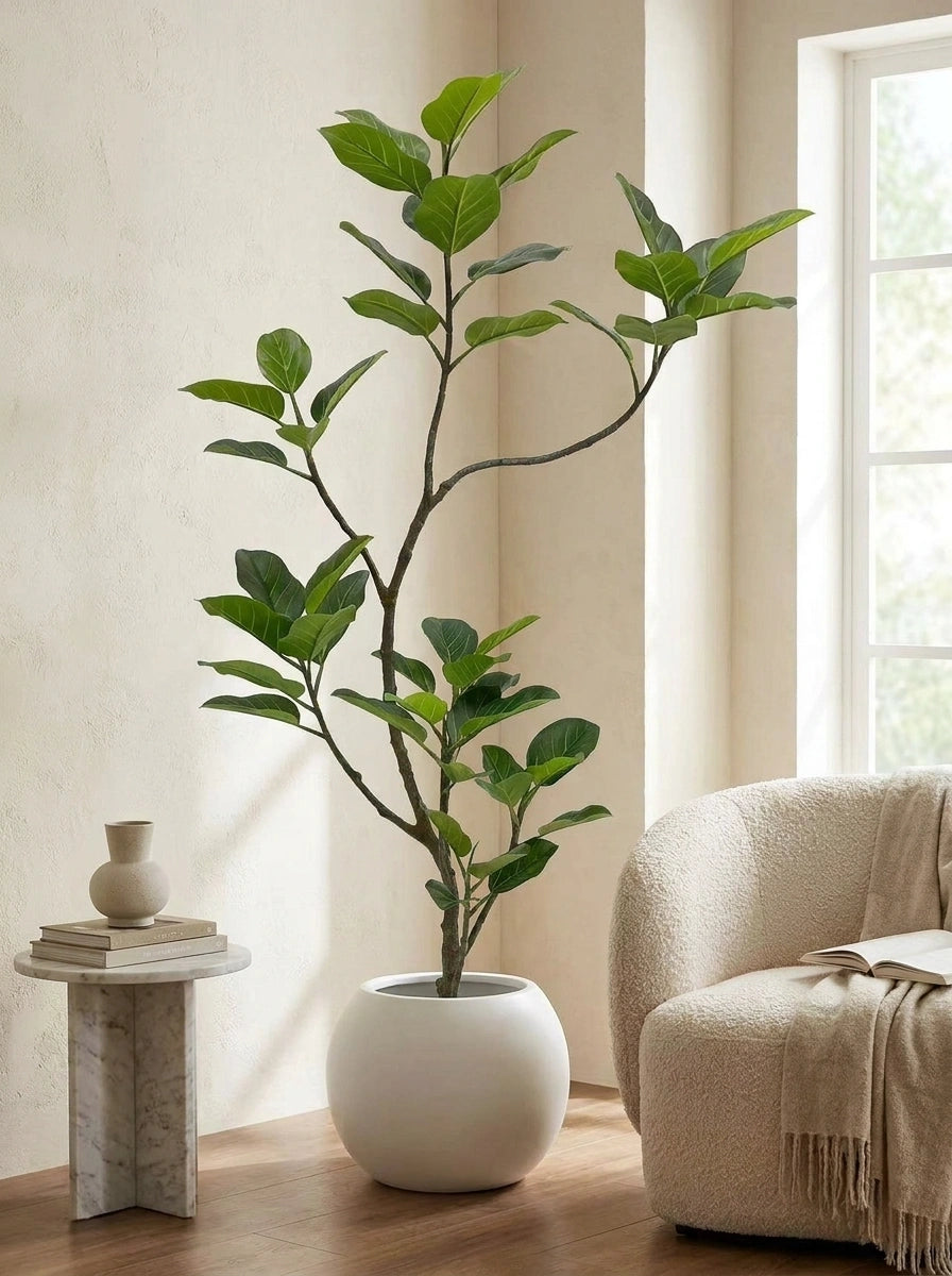 Verona Fig Tree - 5.2ft