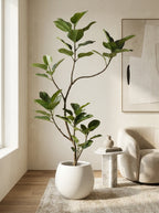 Verona Fig Tree - 5.2ft