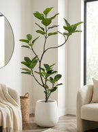 Verona Fig Tree - 5.2ft