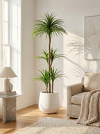 The Imperial Dracaena - 6ft