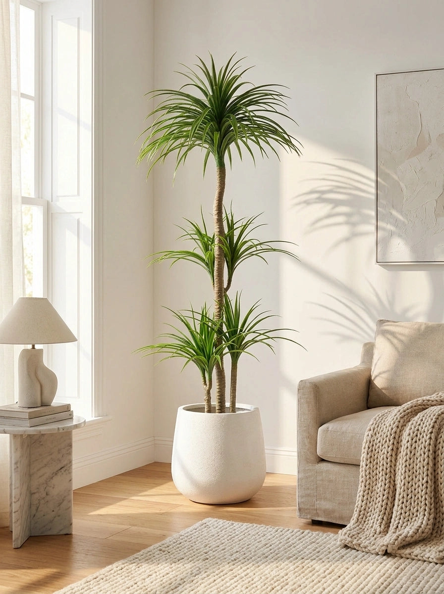 The Imperial Dracaena - 6ft