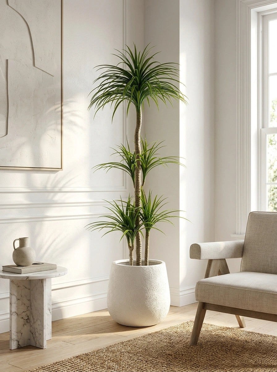 The Imperial Dracaena - 6ft