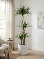 The Imperial Dracaena - 6ft