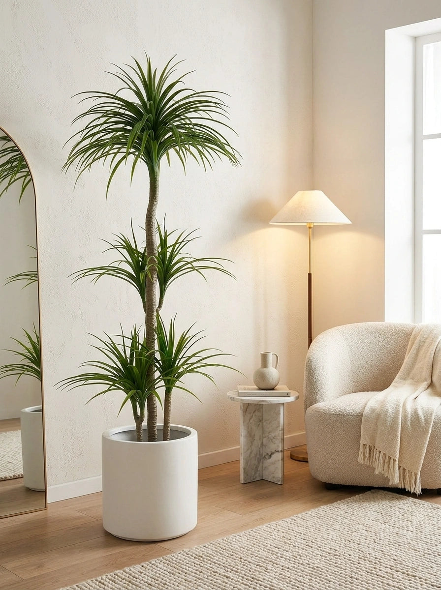 The Imperial Dracaena - 6ft