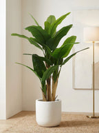 The Broadleaf Banana Tree - 5.5ft