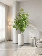 The Tuscan Jasmine Tree - 5.2ft
