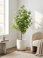 The Tuscan Jasmine Tree - 5.2ft
