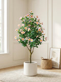 The Cape Periwinkle Tree - 5ft