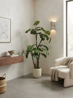 The Sculptural Monstera Grandis - 6ft