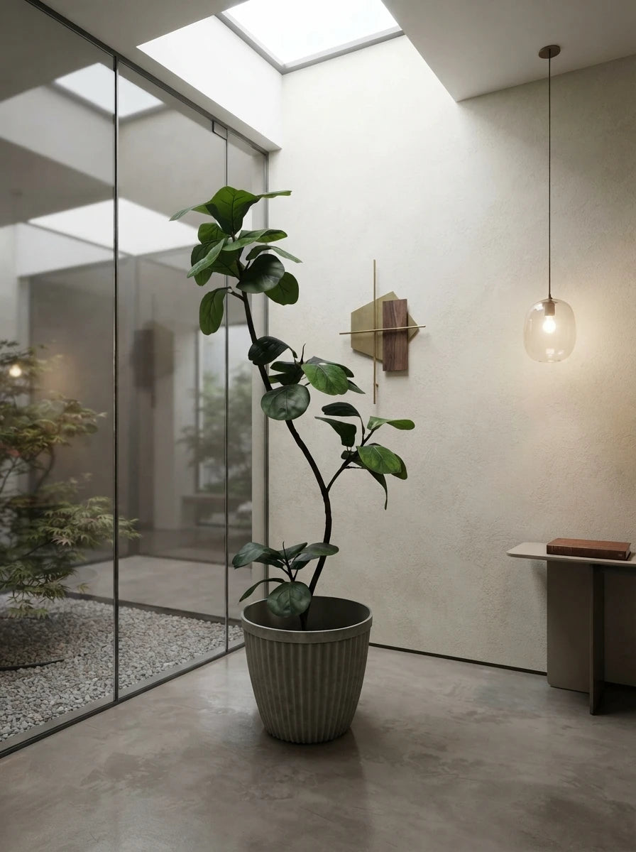 The Minimalist Columnar Ficus - 5.5ft