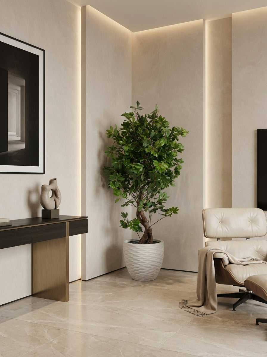 Twisted Schefflera Floor Tree - 5.5ft