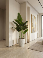 Coastal Bird of Paradise Tree - 6ft