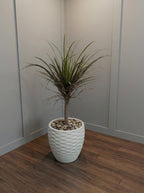 River-Rock Dragon Tree- 4ft