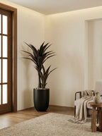 Obsidian Dracaena - 4ft
