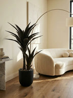 Obsidian Dracaena - 4ft