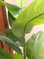 The Sovereign Ascension Strelitzia - 5ft