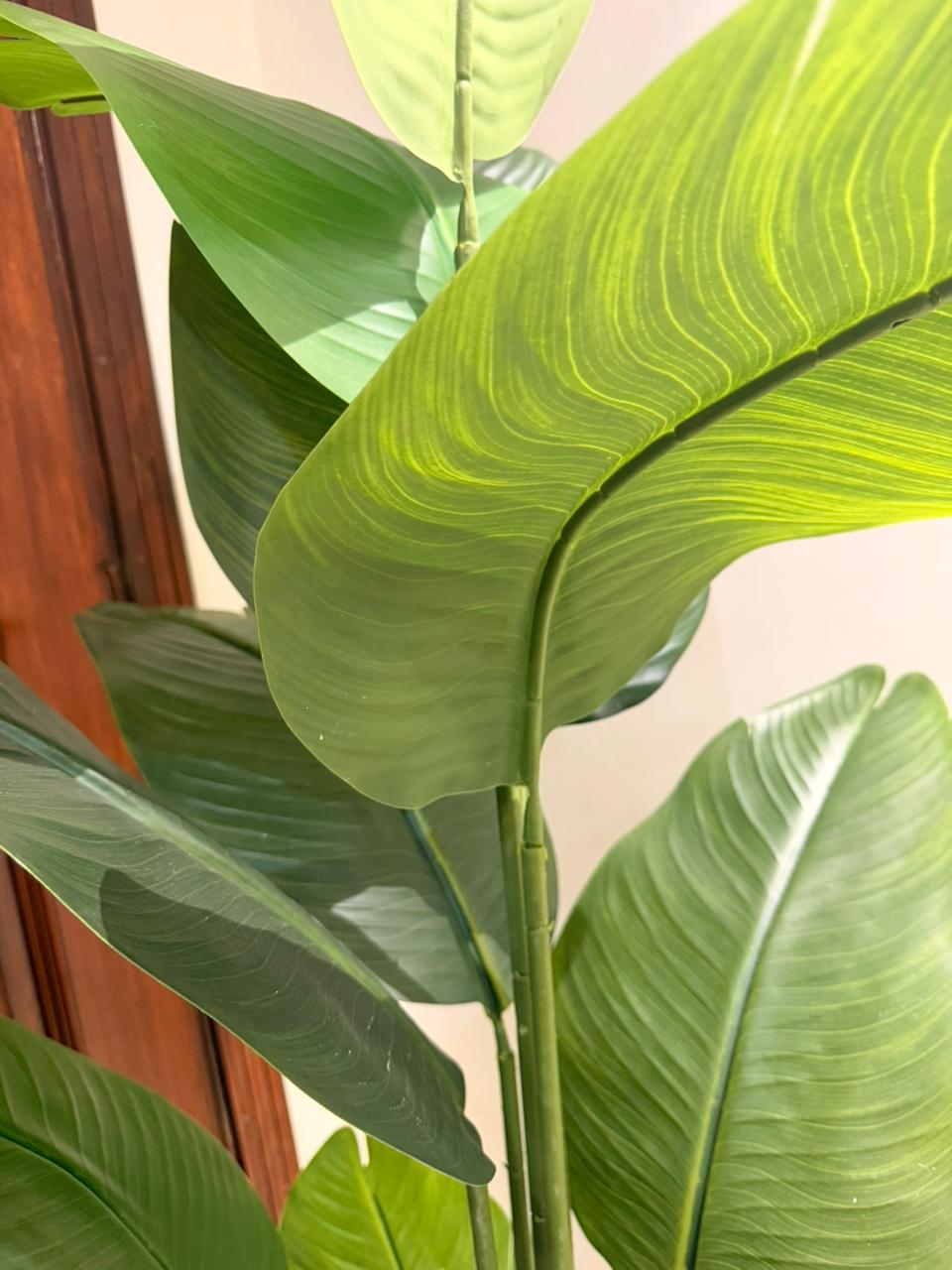 The Sovereign Ascension Strelitzia - 5ft