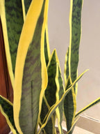 The Vanguard Architectural Sansevieria - 3ft