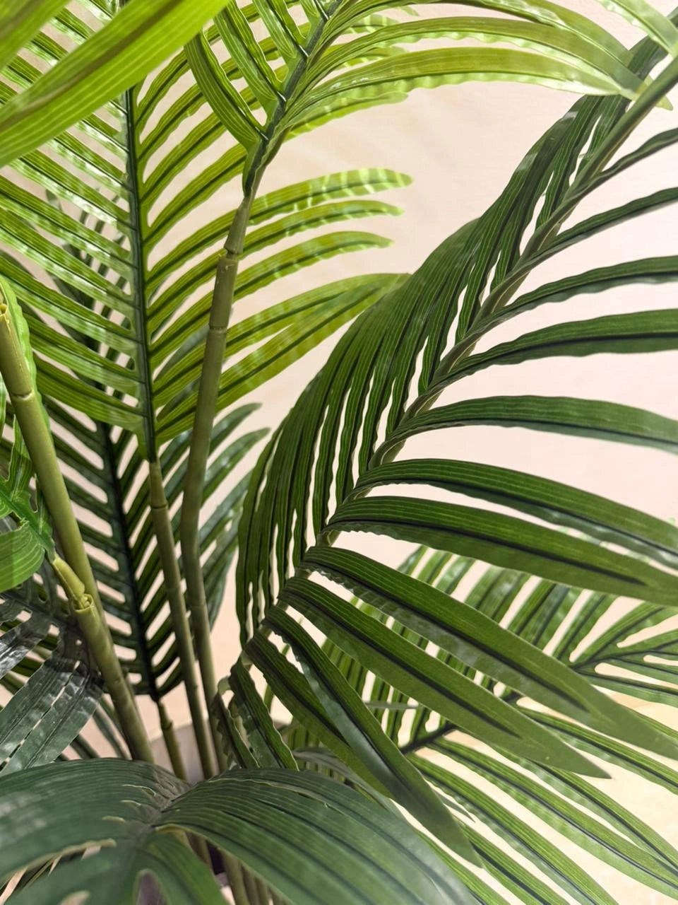 The Private Retreat Kentia Palm - 5ft