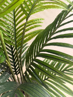The Private Retreat Kentia Palm - 5ft