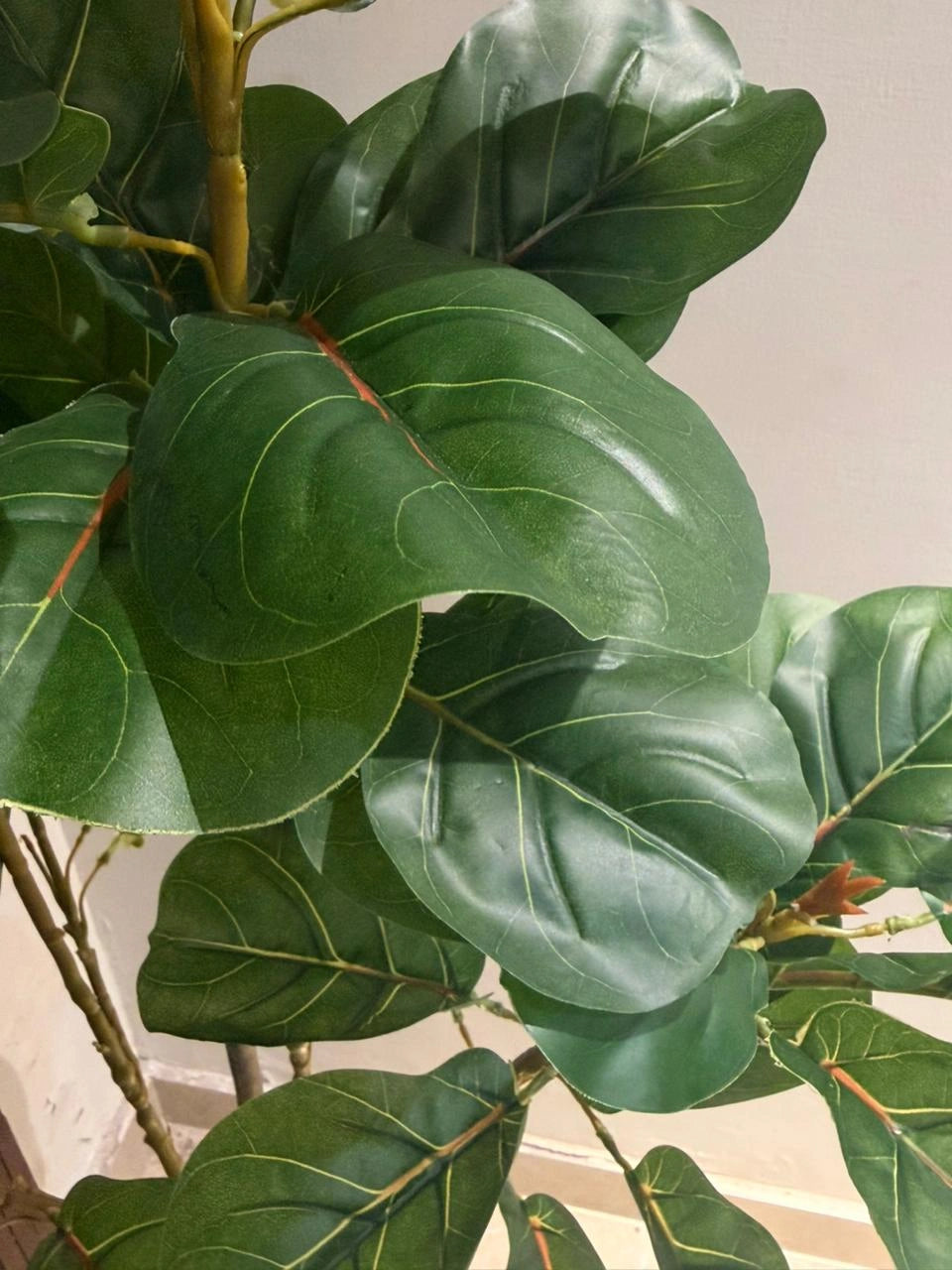 The Principal's Reserve Ficus Lyrata - 4ft
