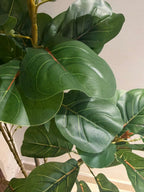 The Principal's Reserve Ficus Lyrata - 4ft