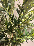 The Tuscan Reserve Olive Tree - 5.5ft