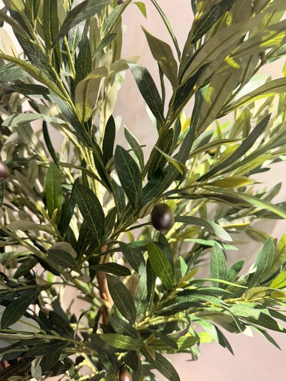 The Tuscan Reserve Olive Tree - 5.5ft