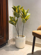 The Signature Architectural Ficus - 3.5ft