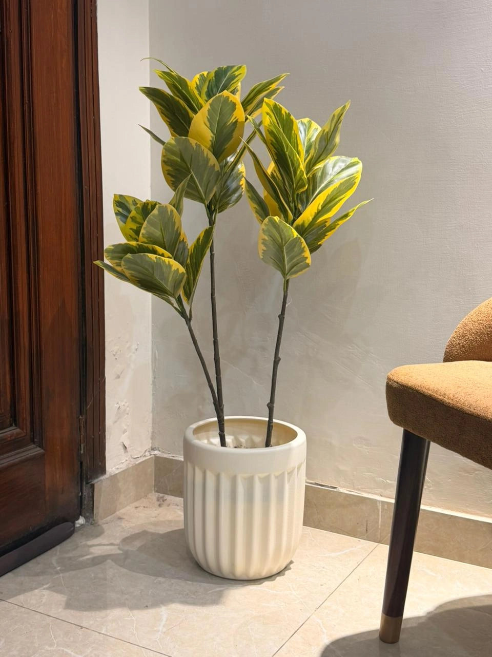 The Signature Architectural Ficus - 3.5ft